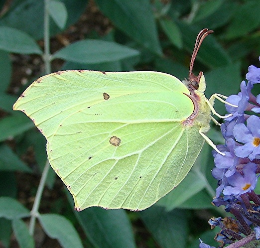 brimstone